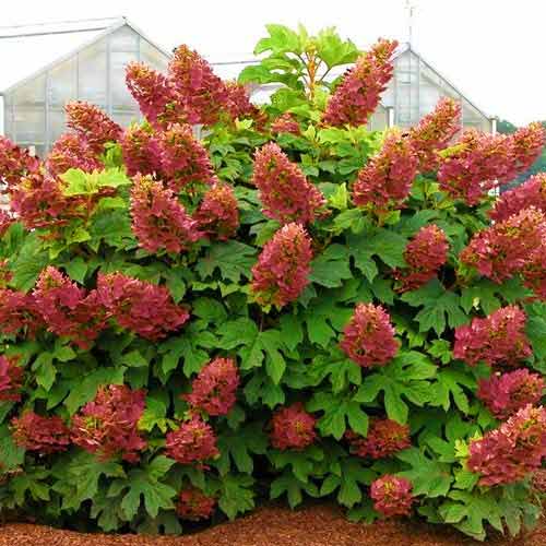 Гортензия дуболистная Аметист изображение 1 артикул 9026