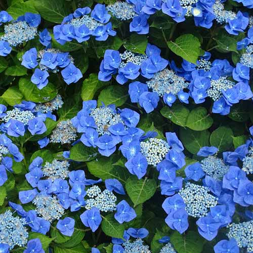 Гортензия крупнолистная Блаумайзе изображение 1 артикул 01039