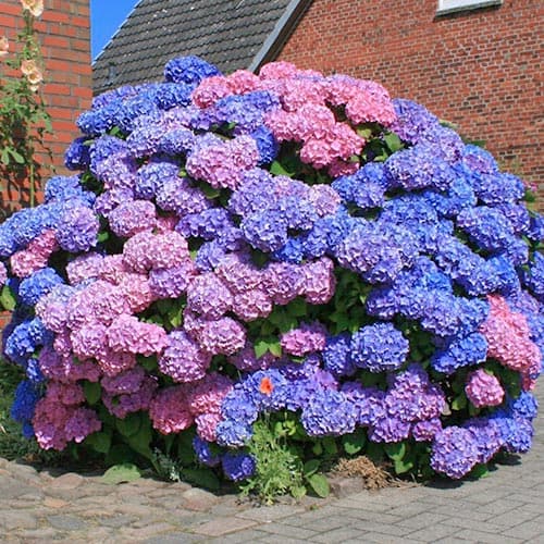 Гортензия крупнолистная Bouquet Rose изображение 1 артикул 9030