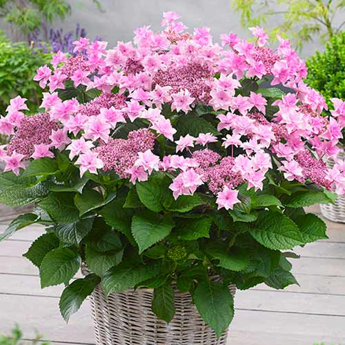 Гортензия крупнолистная Доппио Роза изображение 1 артикул 1570