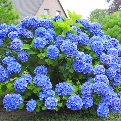 Гортензия крупнолистная Голубая лагуна изображение 1 артикул 9127
