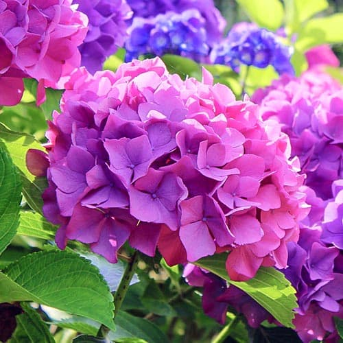Гортензия крупнолистная Hamburg артикул фото 1 Гортензия крупнолистная Hamburg изображение 1 артикул 9566