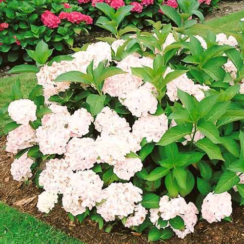 Гортензия крупнолистная Мадам Эмили Мулье изображение 1 артикул 4451
