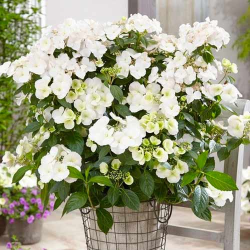 Гортензия крупнолистная Ранавей Брайд изображение 1 артикул 1567