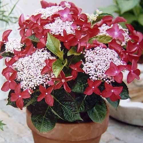 Гортензия крупнолистная Роткелхен изображение 1 артикул 4730