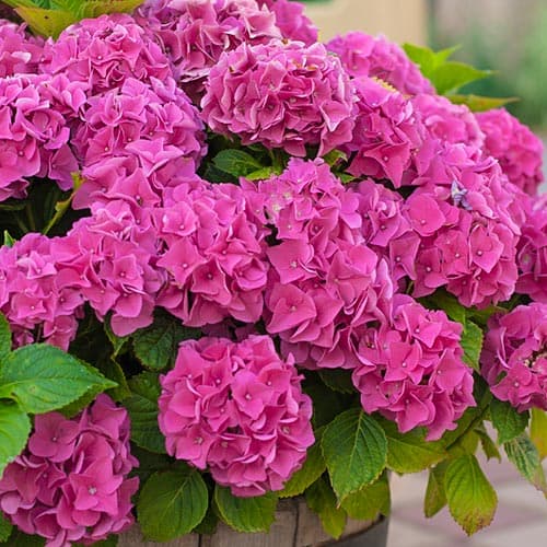 Гортензия крупнолистная Розовое чудо изображение 1 артикул 9128