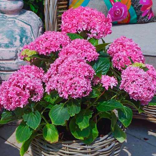 Гортензия крупнолистная Ю энд Ми Перфекшн изображение 1 артикул 1571