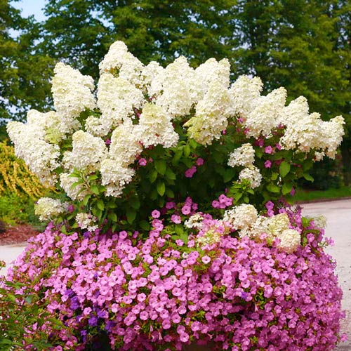 Гортензия метельчатая Биг Бен артикул фото 1 Гортензия метельчатая Биг Бен изображение 1 артикул 2445