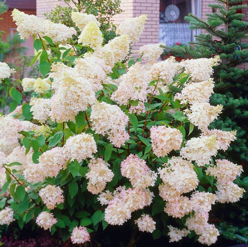 Гортензия метельчатая Биг Бен артикул фото 2 Гортензия метельчатая Биг Бен изображение 2 артикул 2445