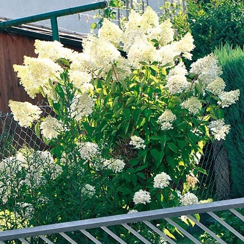 Гортензия метельчатая Биг Бен артикул фото 3 Гортензия метельчатая Биг Бен изображение 3 артикул 2445