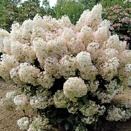 Гортензия метельчатая Биг Бен артикул фото 4 Гортензия метельчатая Биг Бен изображение 4 артикул 2445