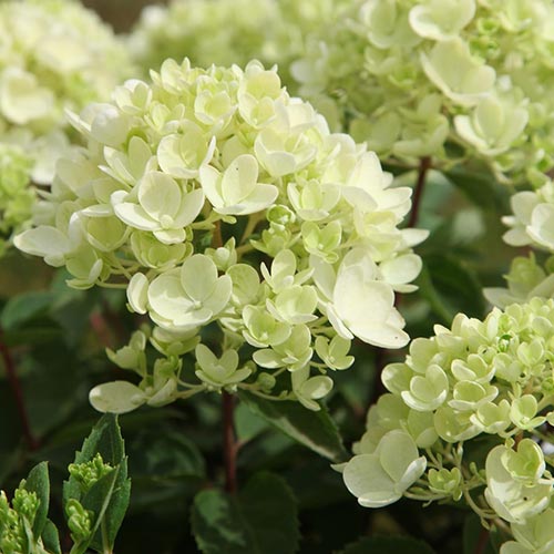 Гортензия метельчатая Бомшелл изображение 1 артикул 01061