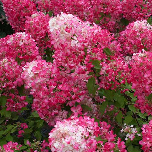 Гортензия метельчатая Даймонд Руж артикул фото 1 Гортензия метельчатая Даймонд Руж изображение 1 артикул 01064