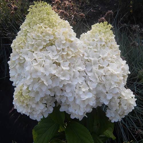 Гортензия Диамантино артикул фото 1 Гортензия Диамантино изображение 1 артикул 01066