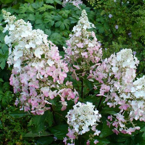 Гортензия метельчатая Энджелс Блаш артикул фото 1 Гортензия метельчатая Энджелс Блаш изображение 1 артикул 01091