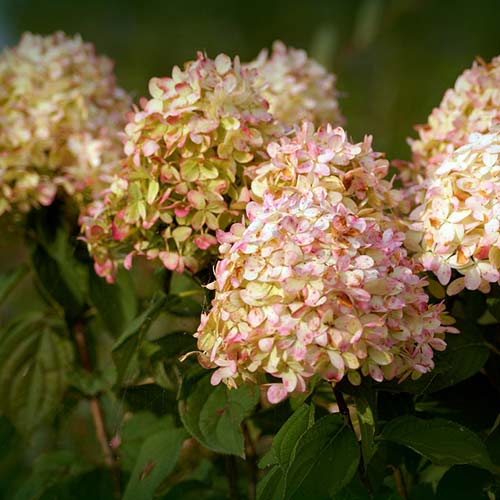 Гортензия метельчатая Фантом артикул фото 1 Гортензия метельчатая Фантом изображение 1 артикул 01088