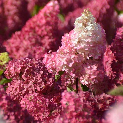 Гортензия метельчатая Фрайз Мелба артикул фото 1 Гортензия метельчатая Фрайз Мелба изображение 1 артикул 01089