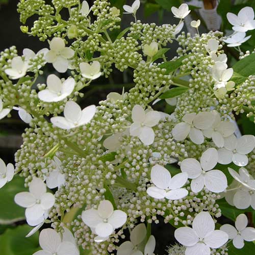 Гортензия метельчатая Гринспайр артикул фото 1 Гортензия метельчатая Гринспайр изображение 1 артикул 01063