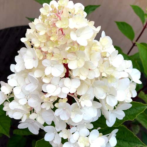 Гортензия метельчатая Харис Сувенир изображение 1 артикул 01090