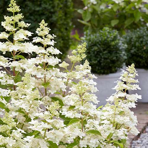 Гортензия метельчатая Конфетти артикул фото 1 Гортензия метельчатая Конфетти изображение 1 артикул 01068