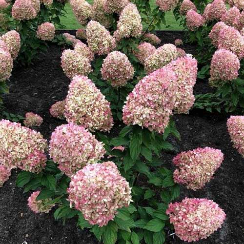 Гортензия метельчатая Коттон Крим артикул фото 1 Гортензия метельчатая Коттон Крим изображение 1 артикул 01069