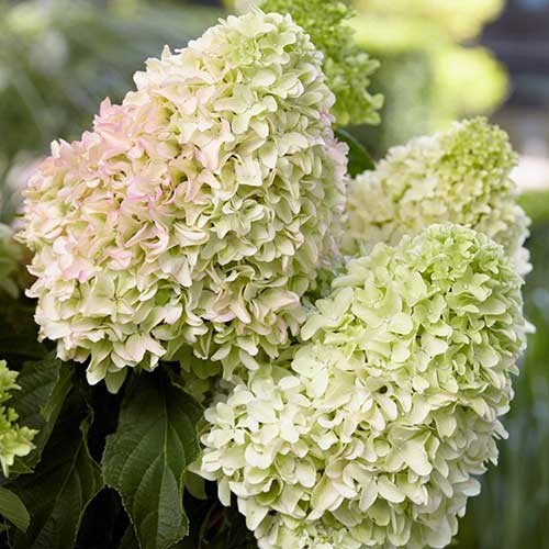 Гортензия метельчатая Литтл Фрайз артикул фото 1 Гортензия метельчатая Литтл Фрайз изображение 1 артикул 01073