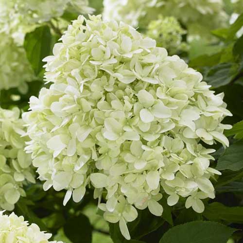 Гортензия метельчатая Литтл Спуки артикул фото 1 Гортензия метельчатая Литтл Спуки изображение 1 артикул 01072