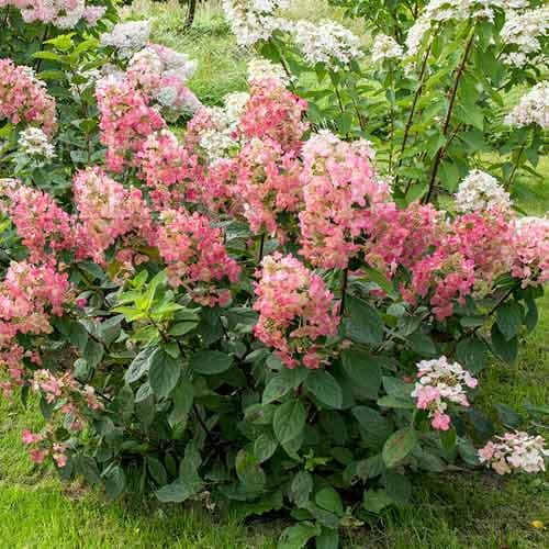 Гортензия Мэджикал Файр артикул фото 1 Гортензия Мэджикал Файр изображение 1 артикул 01079