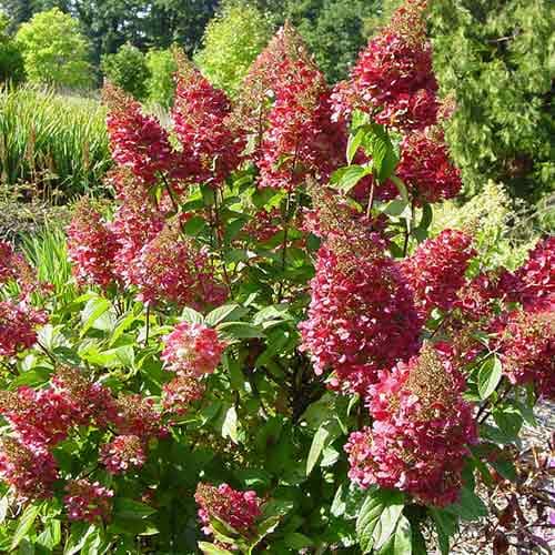 Гортензия метельчатая Мэджикал Флейм изображение 1 артикул 4735