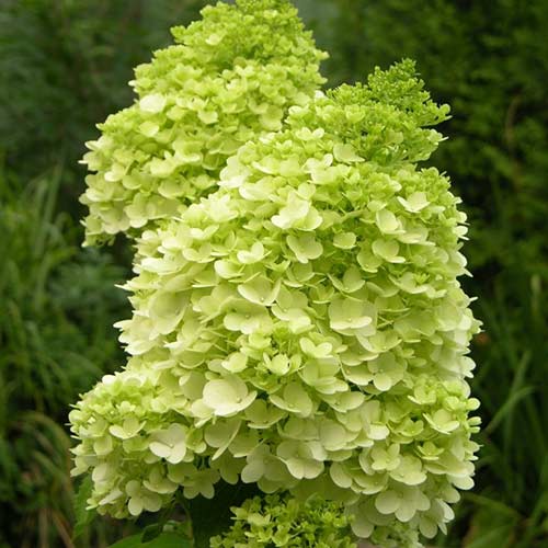 Гортензия метельчатая Мэджикал Мунлайт артикул фото 1 Гортензия метельчатая Мэджикал Мунлайт изображение 1 артикул 01077