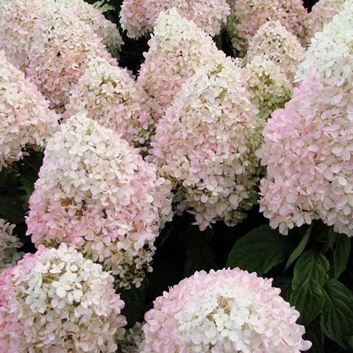 Гортензия метельчатая Мэджикал Свит Саммэ артикул фото 1 Гортензия метельчатая Мэджикал Свит Саммэ изображение 1 артикул 01078
