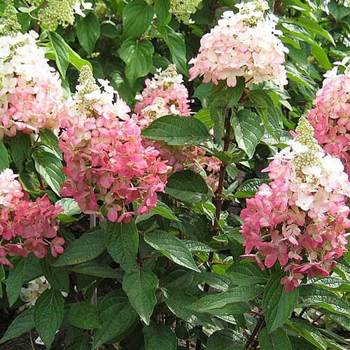 Гортензия метельчатая Мэджикал Везувио артикул фото 1 Гортензия метельчатая Мэджикал Везувио изображение 1 артикул 01075