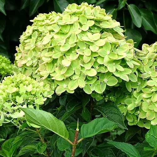 Гортензия метельчатая Мохито артикул фото 1 Гортензия метельчатая Мохито изображение 1 артикул 01074