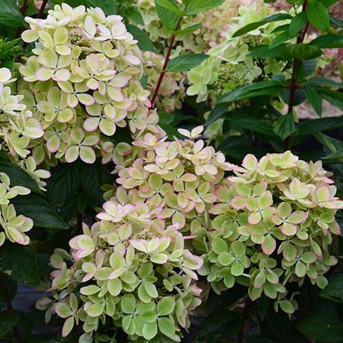 Гортензия метельчатая Пастель Грин артикул фото 1 Гортензия метельчатая Пастель Грин изображение 1 артикул 01080
