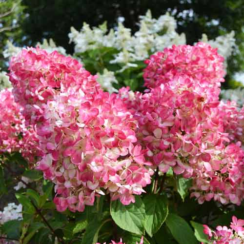 Гортензия метельчатая Pink Diamond изображение 1 артикул 9669