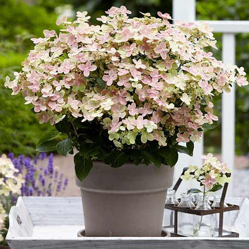 Гортензия метельчатая Полстар артикул фото 1 Гортензия метельчатая Полстар изображение 1 артикул 01081