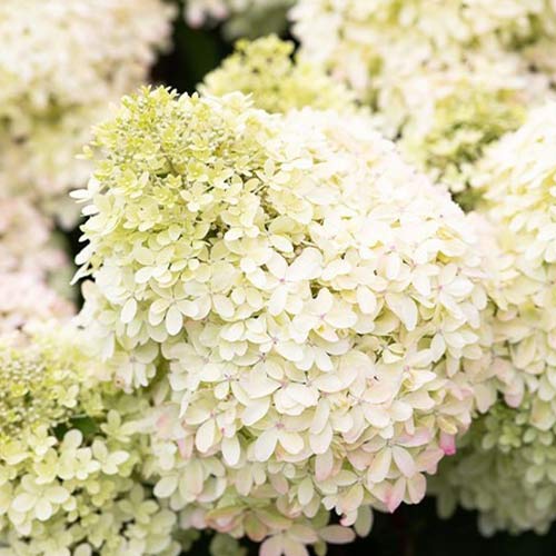 Гортензия метельчатая Роял Флауэ артикул фото 1 Гортензия метельчатая Роял Флауэ изображение 1 артикул 01082