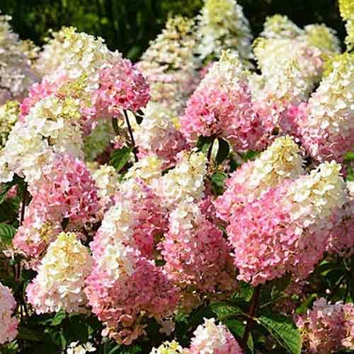 Гортензия метельчатая Руби артикул фото 1 Гортензия метельчатая Руби изображение 1 артикул 4736