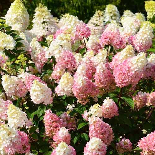 Гортензия метельчатая Ruby артикул фото 1 Гортензия метельчатая Ruby изображение 1 артикул 9670