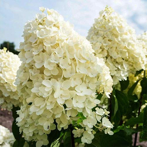 Гортензия метельчатая Саммэ Сноу изображение 1 артикул 01083