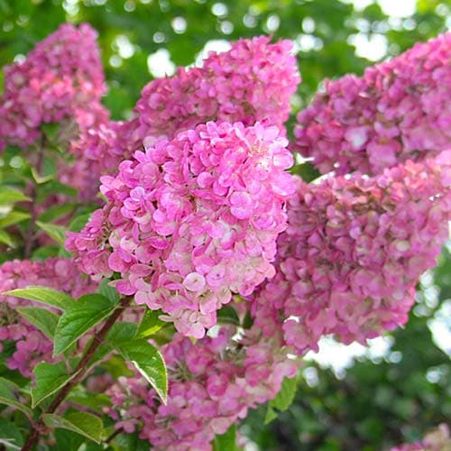 Гортензия метельчатая Сандей Фрайз изображение 1 артикул 9041