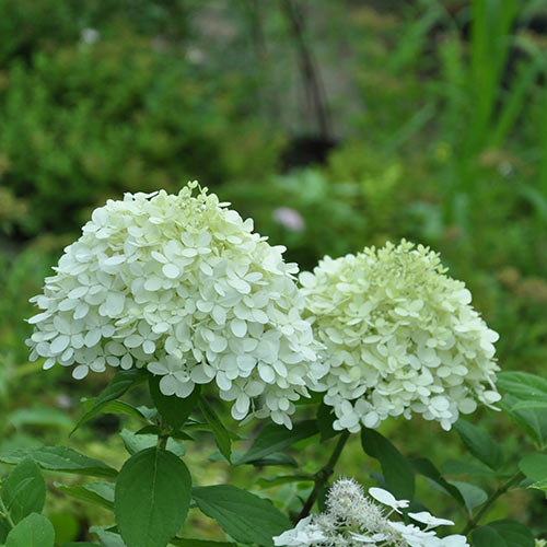 Гортензия метельчатая Селекшн изображение 1 артикул 01084