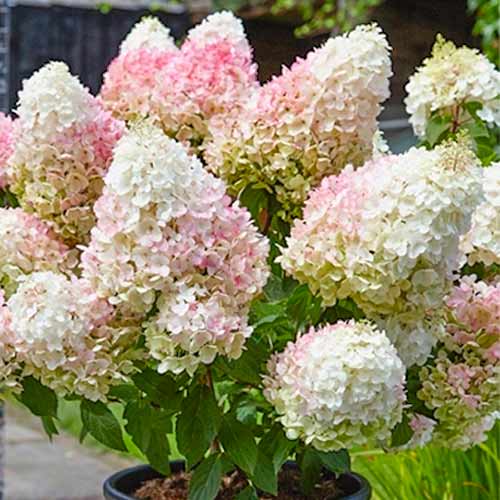 Гортензия метельчатая Строберри Блоссом изображение 1 артикул 1572