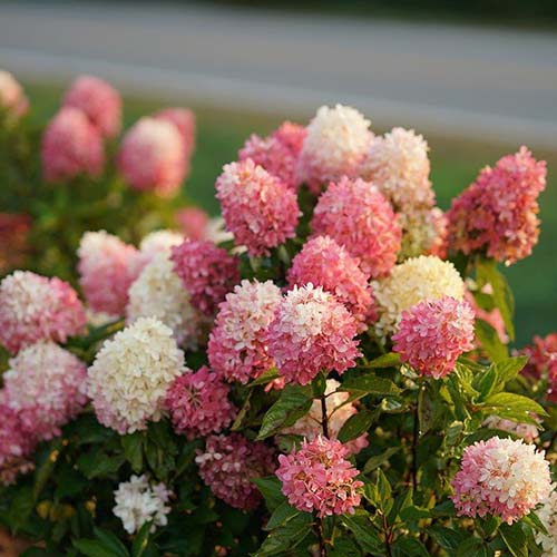 Гортензия метельчатая Тач оф Пинк артикул фото 1 Гортензия метельчатая Тач оф Пинк изображение 1 артикул 01087