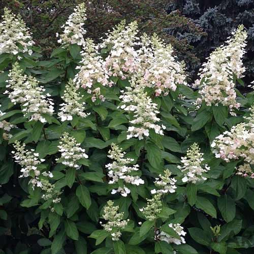 Гортензия Тардива артикул фото 1 Гортензия Тардива изображение 1 артикул 01086