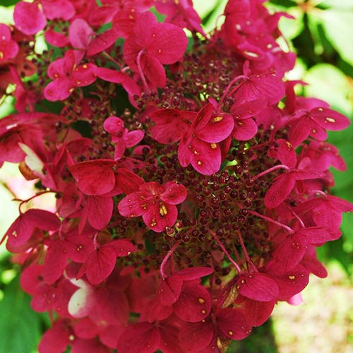 Гортензия метельчатая Вимс Ред артикул фото 1 Гортензия метельчатая Вимс Ред изображение 1 артикул 01062