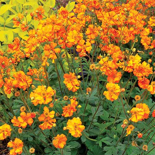 Гравилат чилийский Файербол артикул фото 1 Гравилат чилийский Файербол изображение 1 артикул 01339