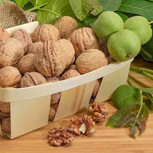 Орех грецкий Великан изображение 1 артикул 7432