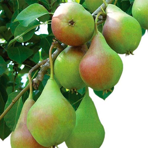 Груша Банановая изображение 1 артикул 8876