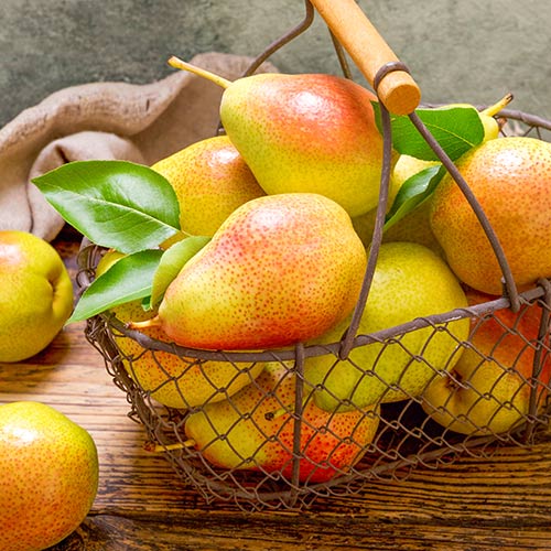 Груша Банкетная изображение 1 артикул 7930